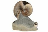 Fossil Hoploscaphites Ammonite - South Dakota #131224-2